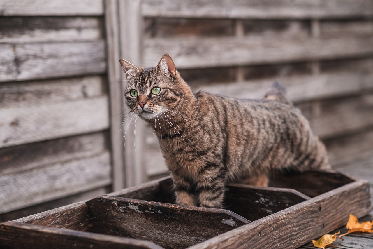 katze