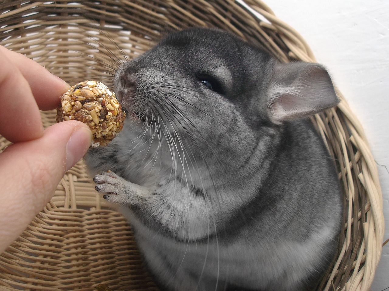 Chinchilla 2