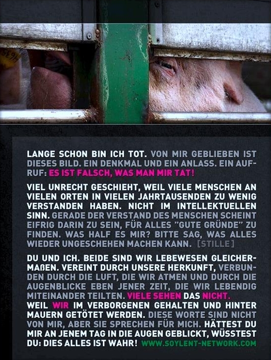 schweine  1 