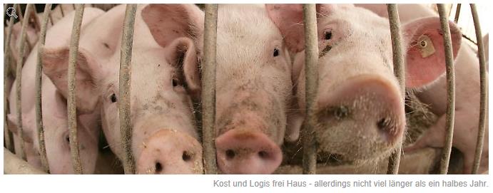 schweine wollen leben
