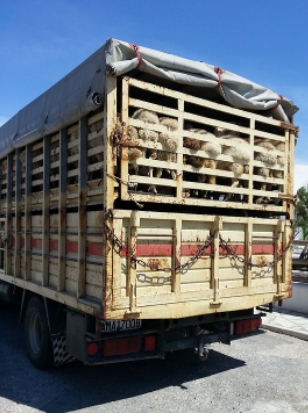 Tierschutz Transportverordnung