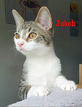 Katzenkind Jakob