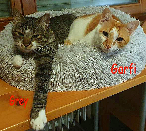 Garfi